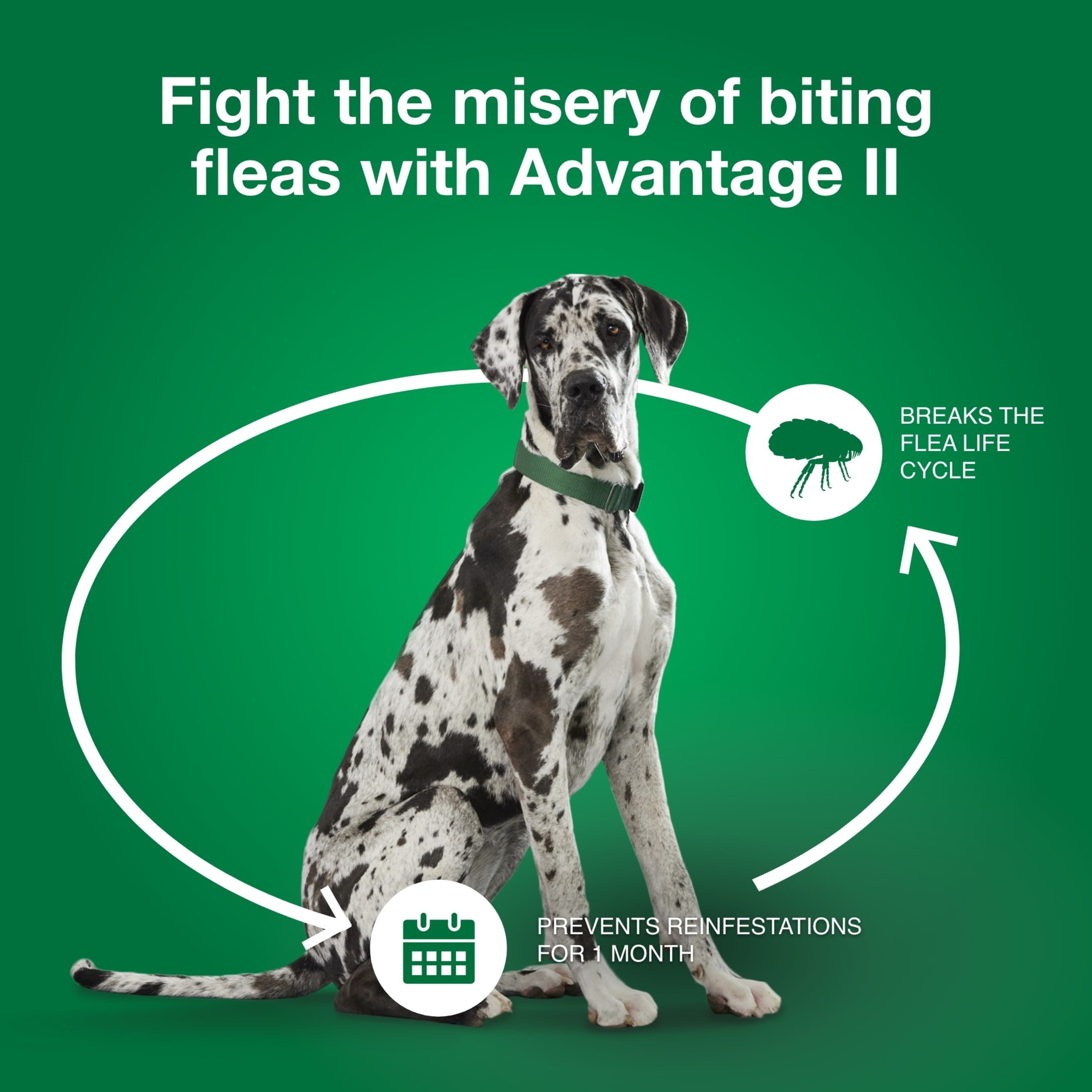 Vet-Recommended Flea Prevention for XL Dogs 55 Lbs+,