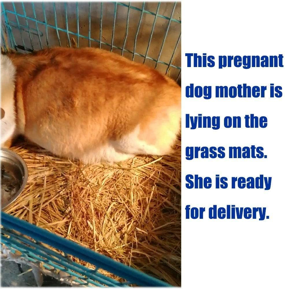 12 Grass Mats for Your Small Pets' Snack Time and Nap Zone!