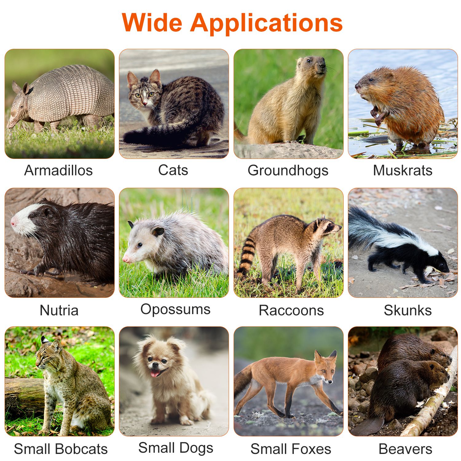 Live Humane Animal Trap
