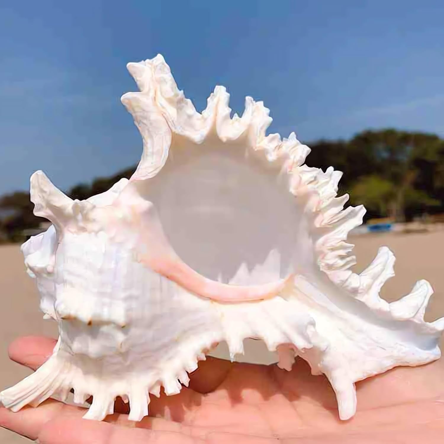 Natural Conch Shell for Fish Hideout