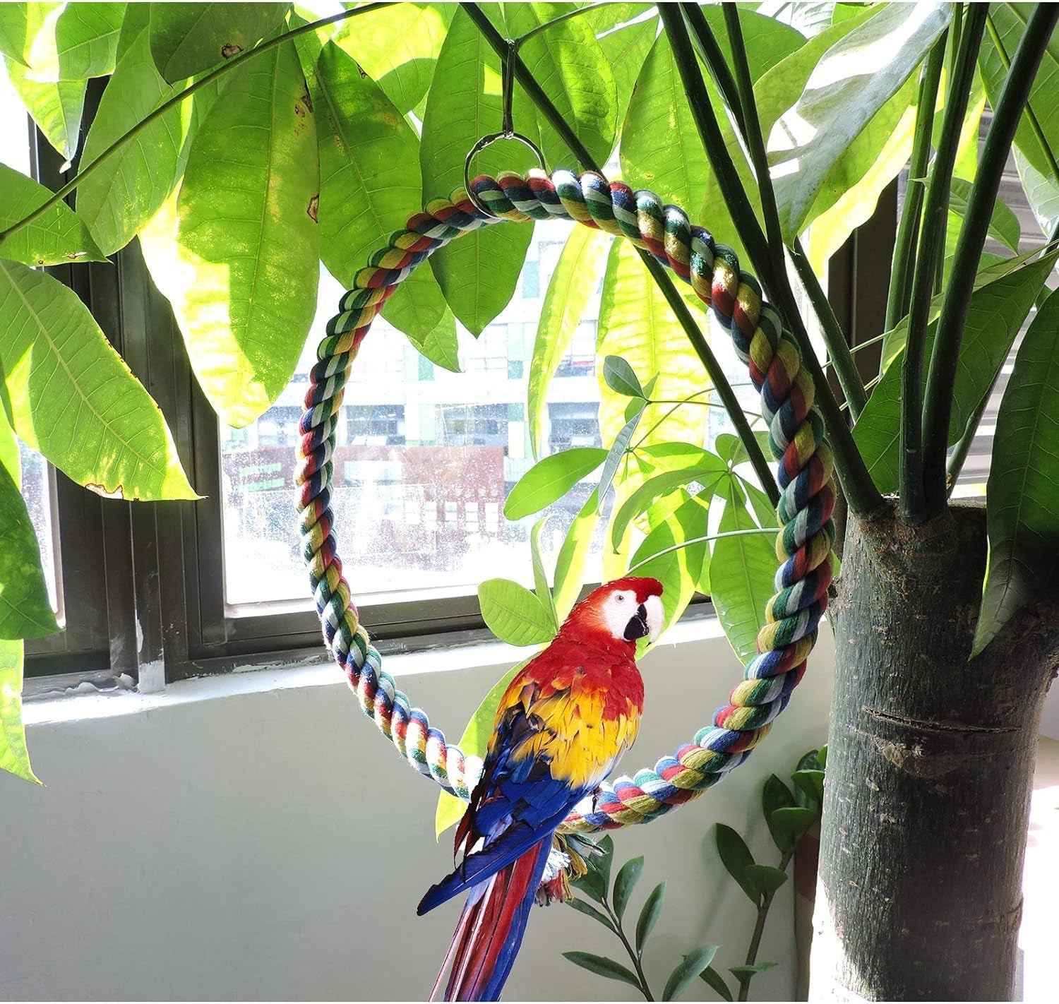 Budgie Swing for Birds