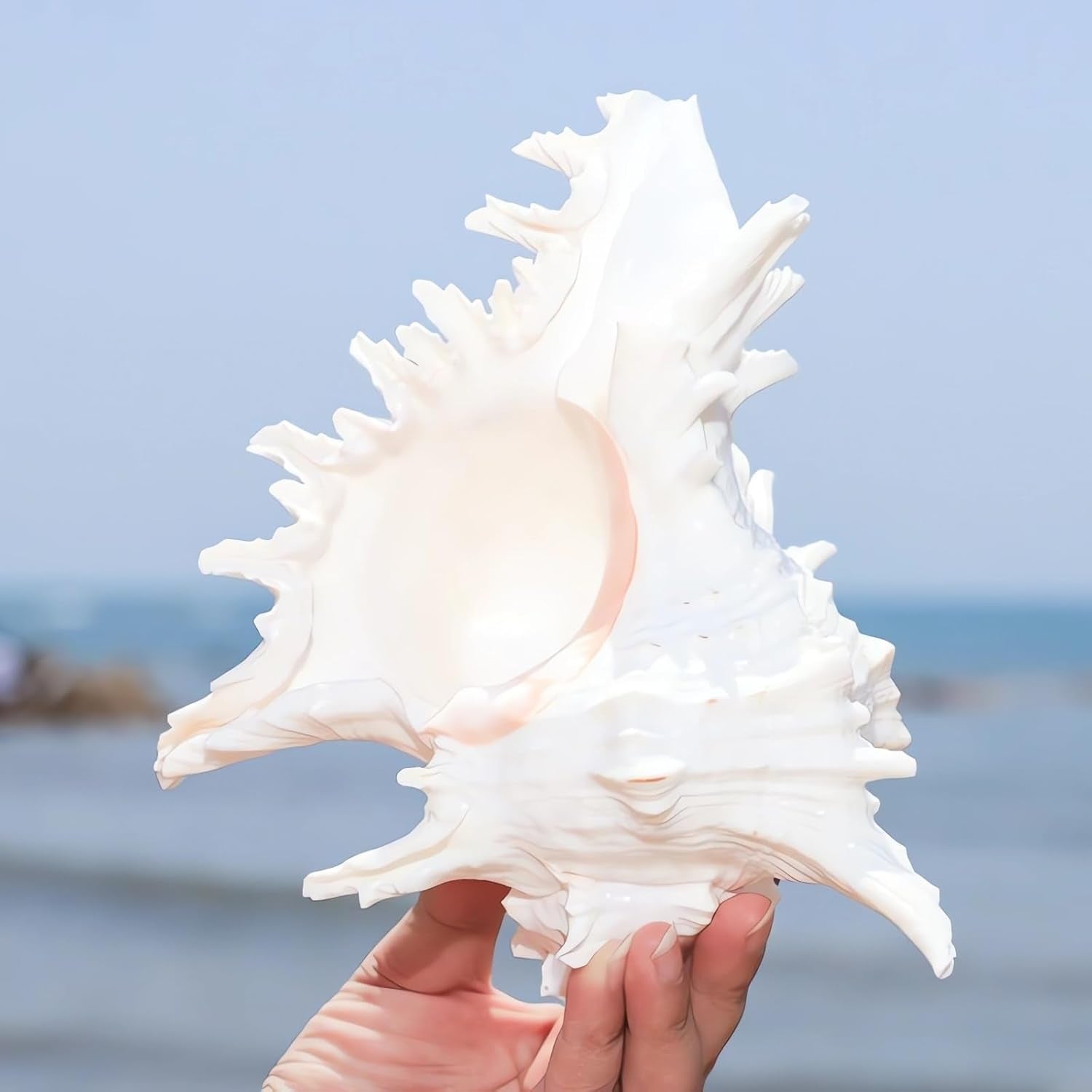 Natural Conch Shell for Fish Hideout