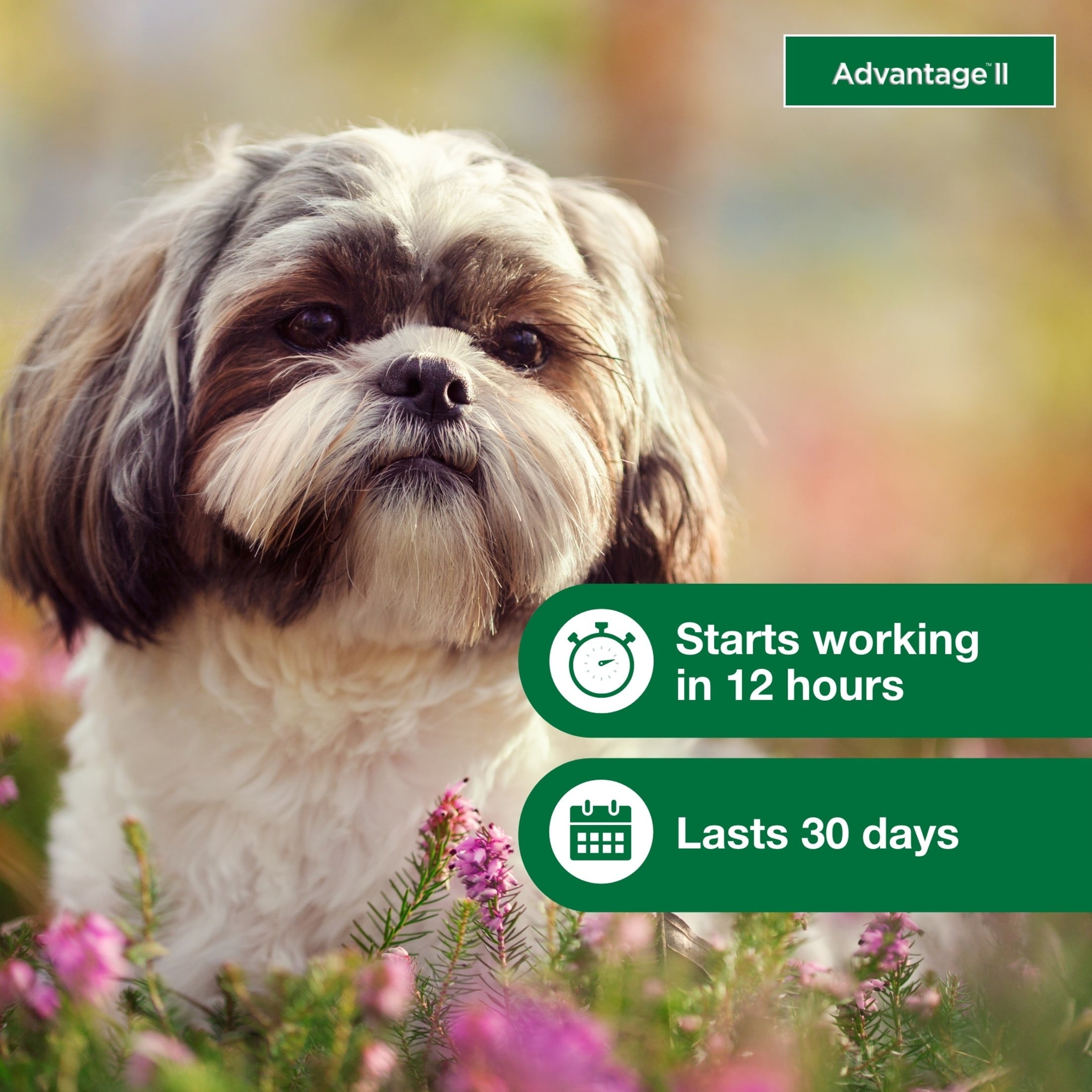Flea Prevention for Small Dogs 3-10 Lbs / 6-Monthly Treatments