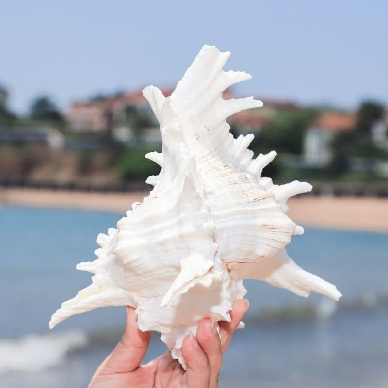 Natural Conch Shell for Fish Hideout