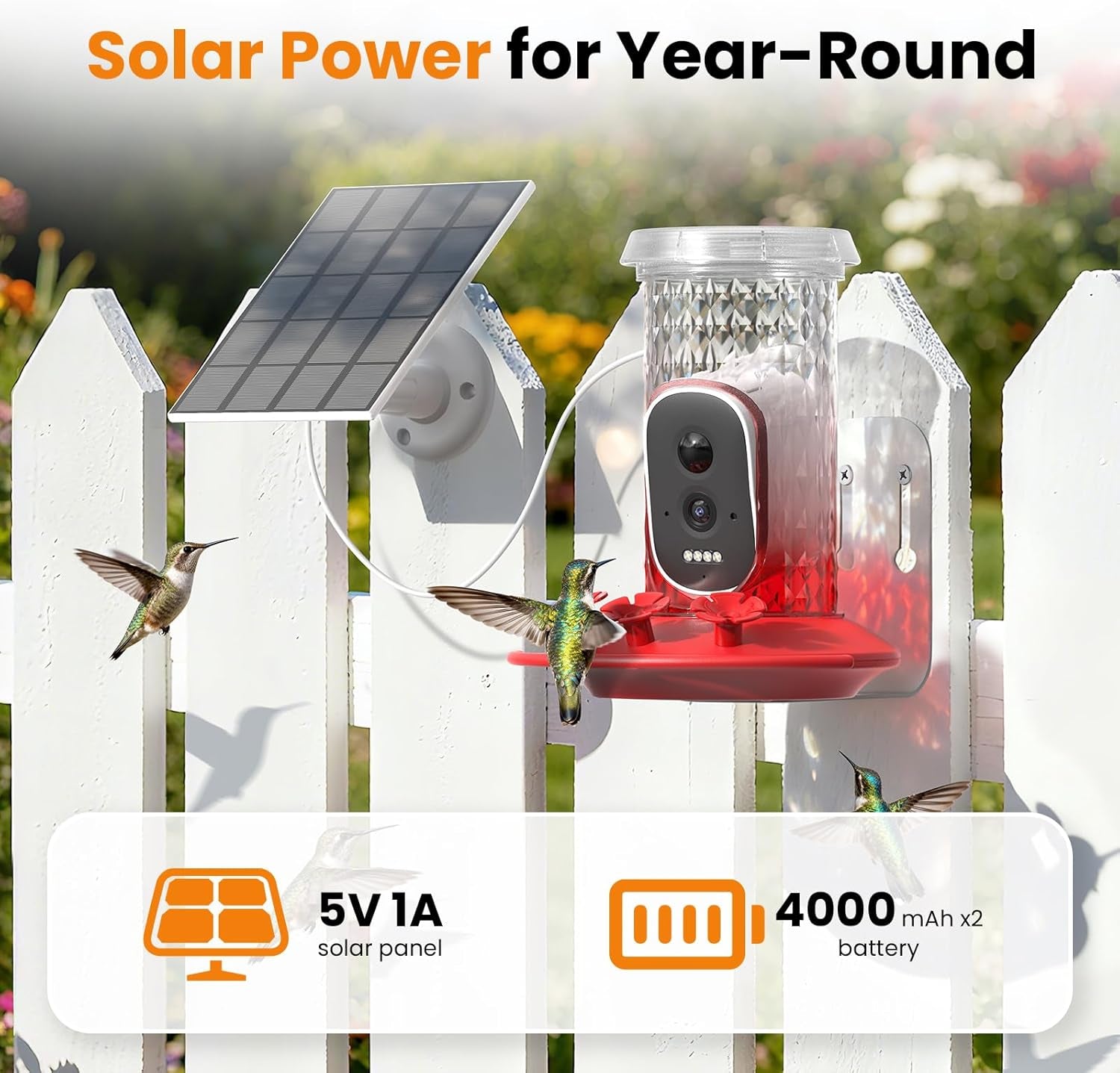 Solar Hummingbird Feeder with Camera