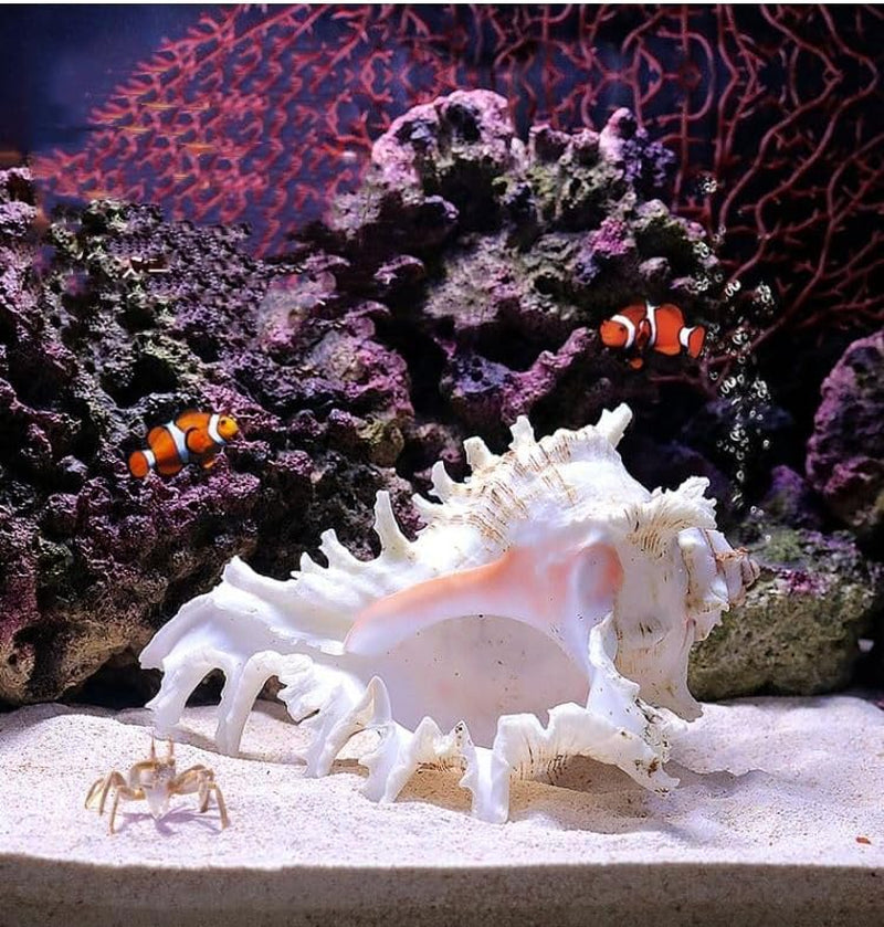 Natural Conch Shell for Fish Hideout