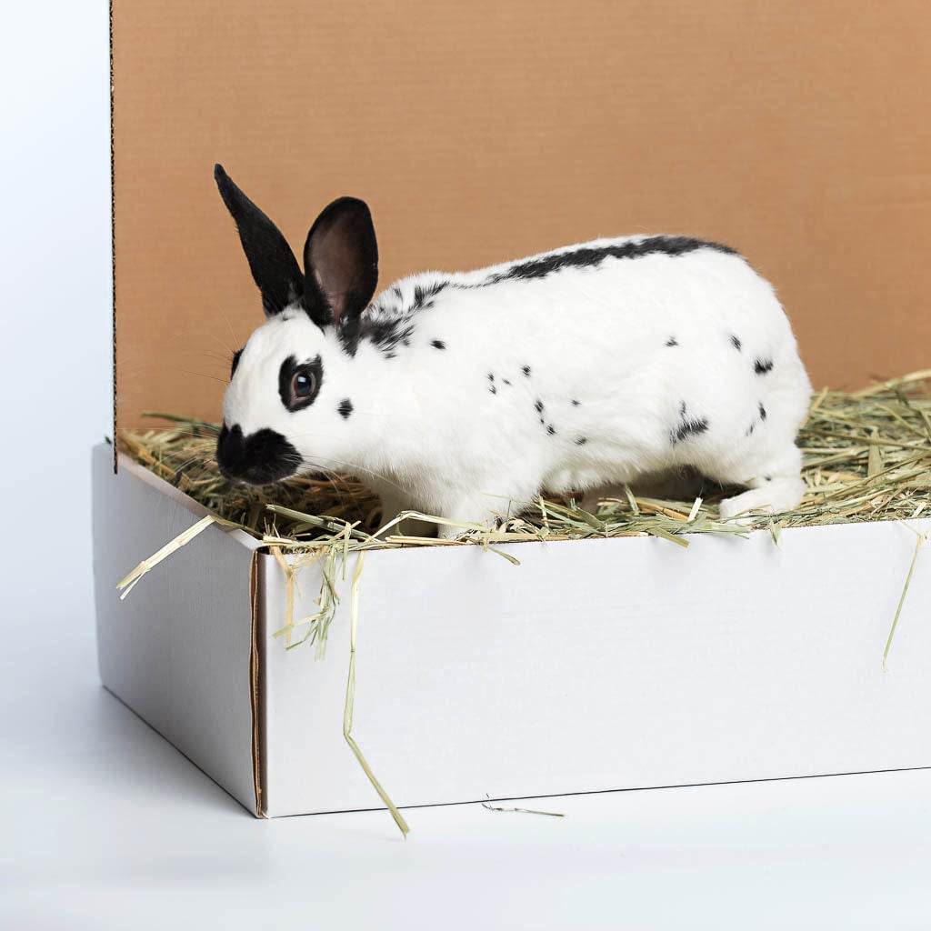 Oat Hay Pet Food / 20 Lb.