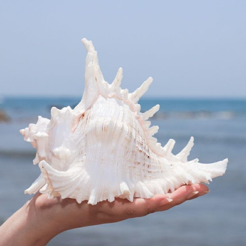 Natural Conch Shell for Fish Hideout