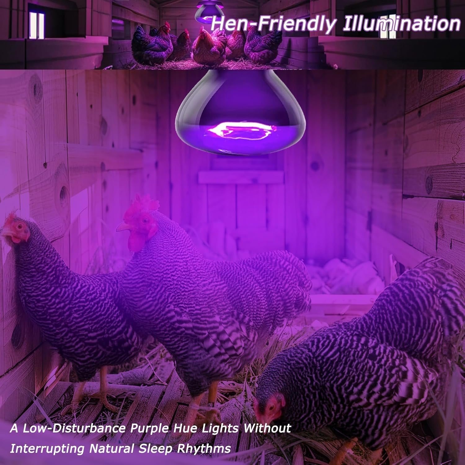 Night Heat Bulb for Reptiles / 2 Pack