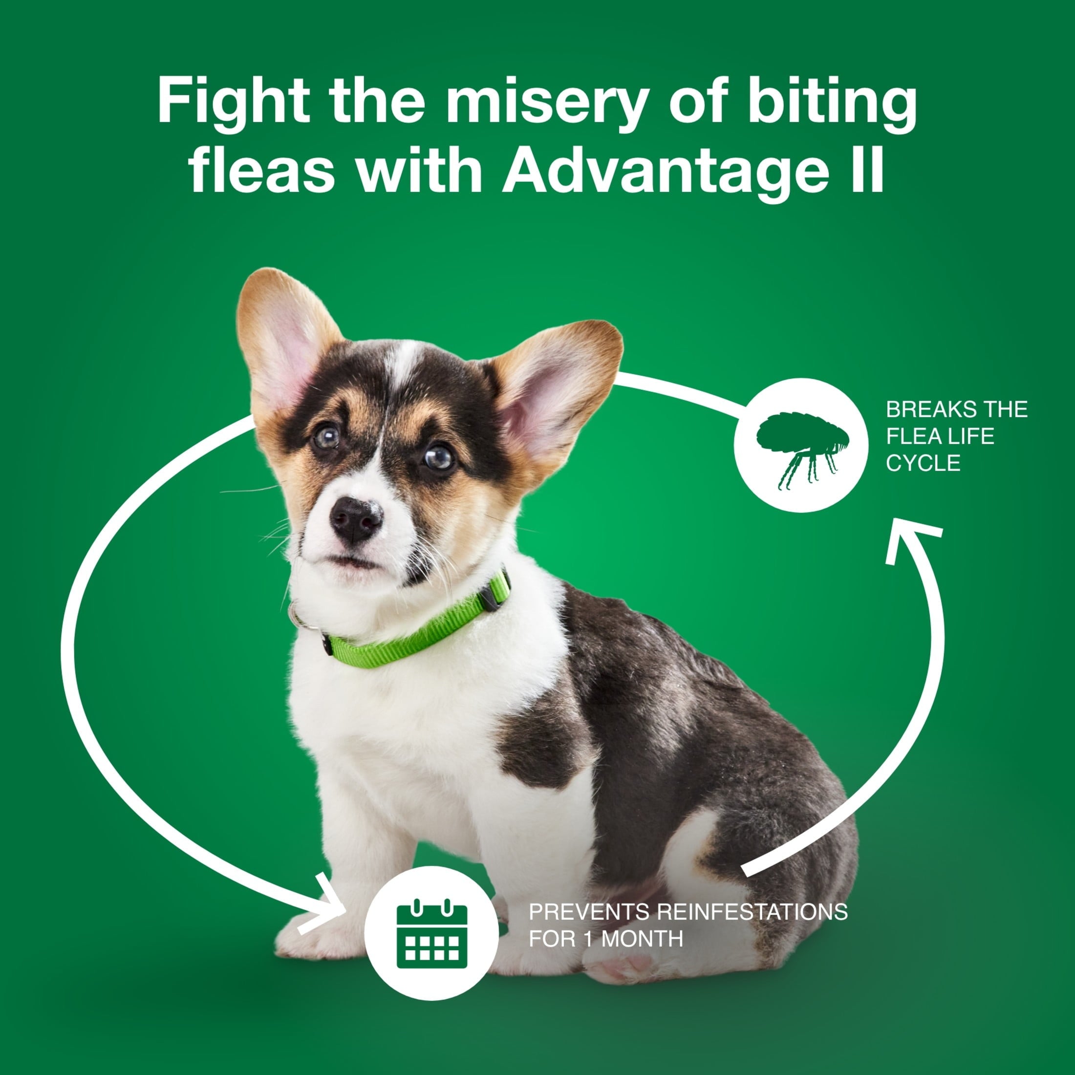 Flea Prevention for Small Dogs 3-10 Lbs / 6-Monthly Treatments