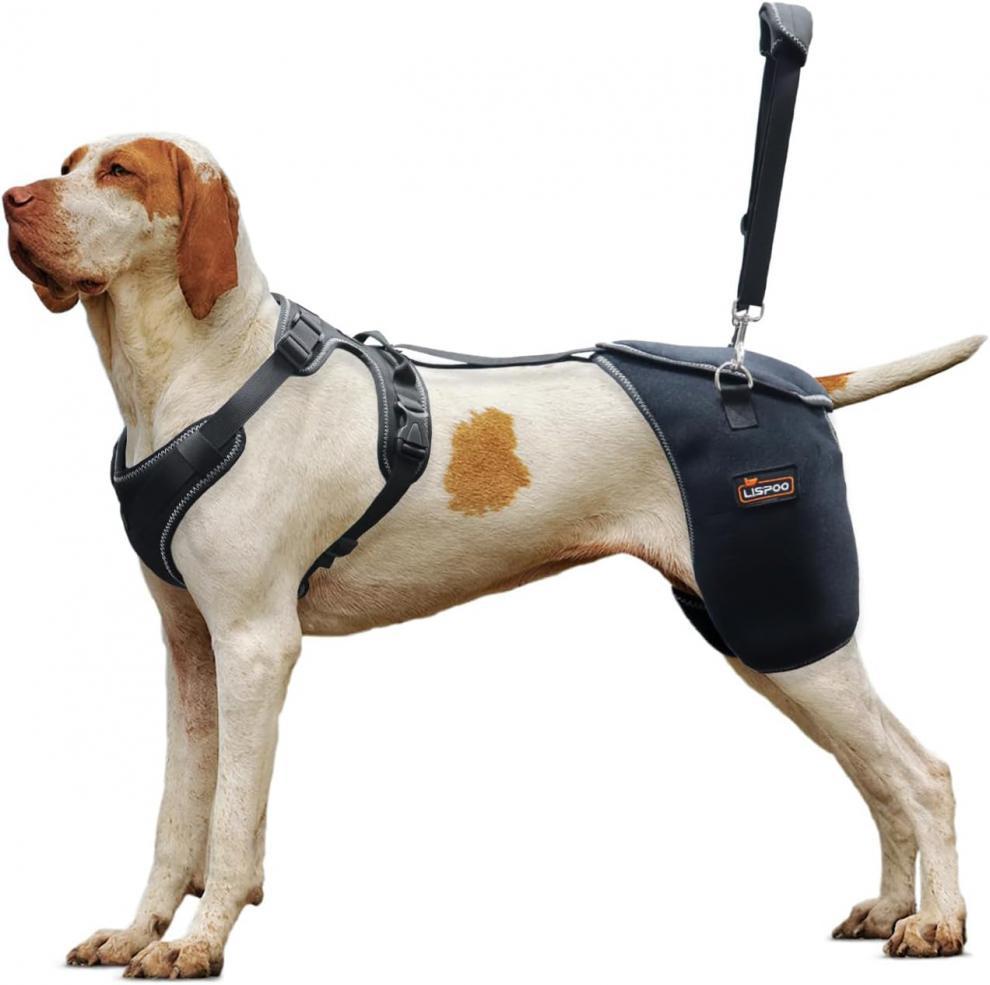Hip Joint Knee Support Brace For Dogs With Chest Harness