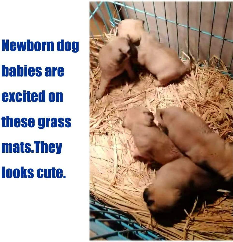 12 Grass Mats for Your Small Pets' Snack Time and Nap Zone!