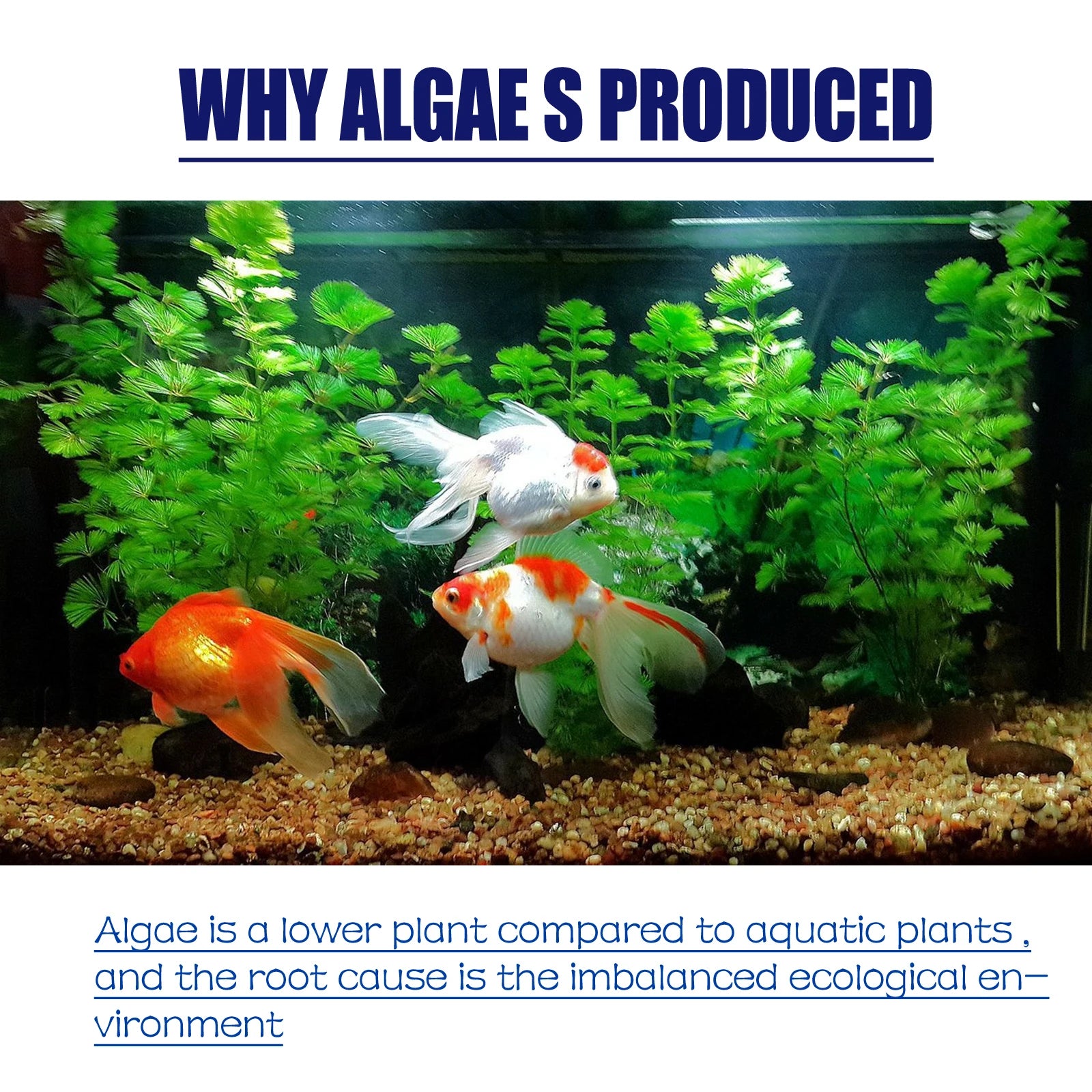 50G Aquarium Algae & Moss Remover