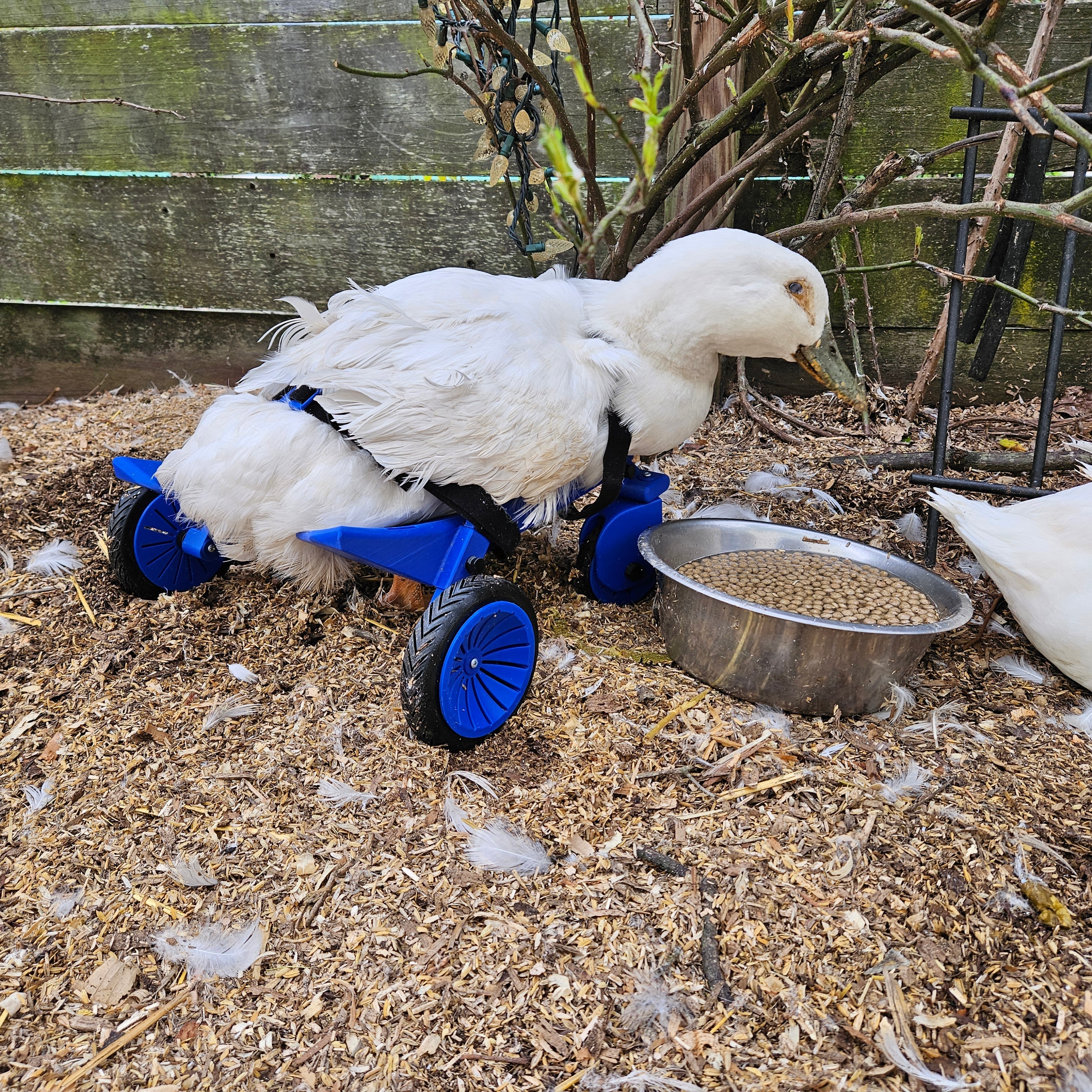 Duck wheelchair