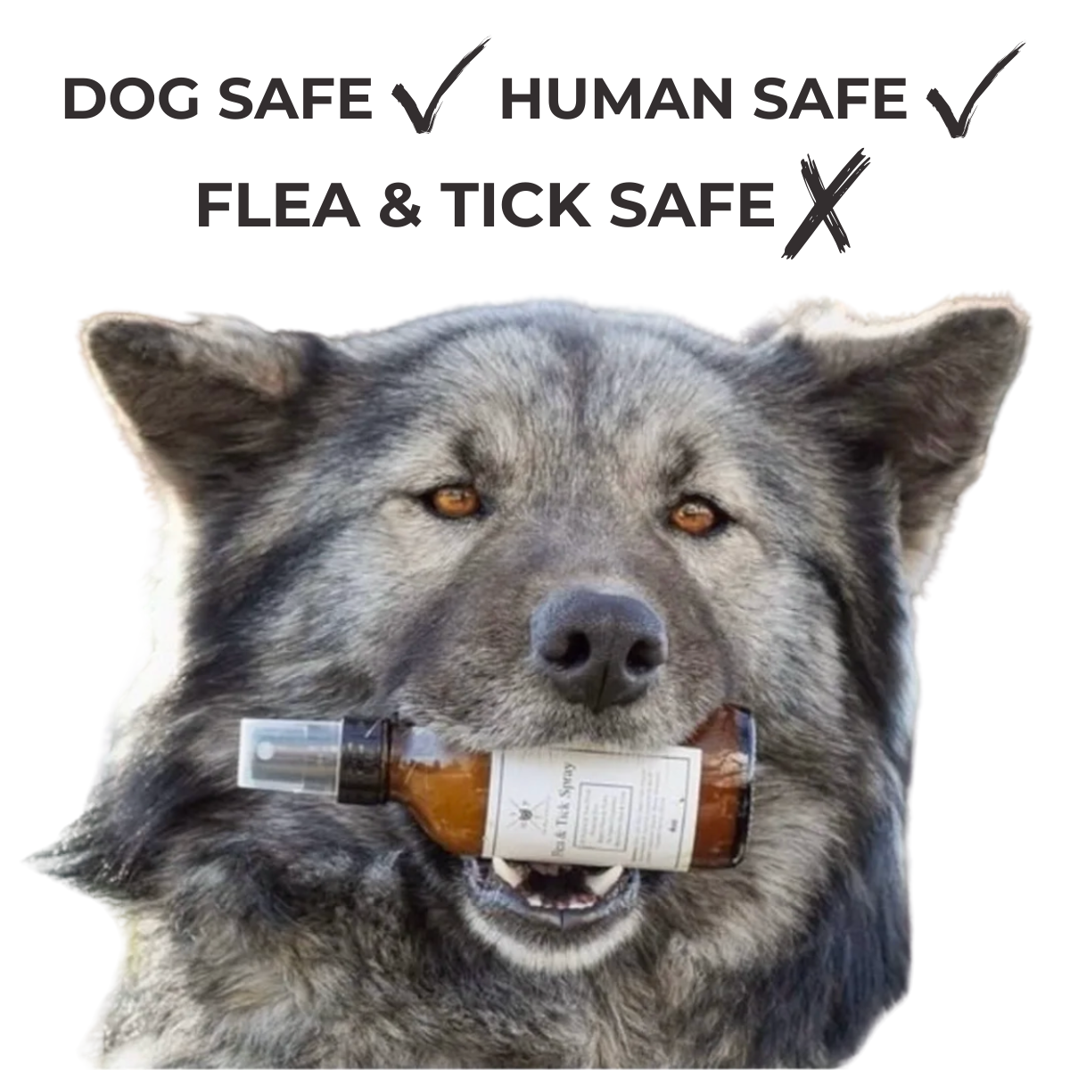 Natural Flea & Tick Spray for Dogs