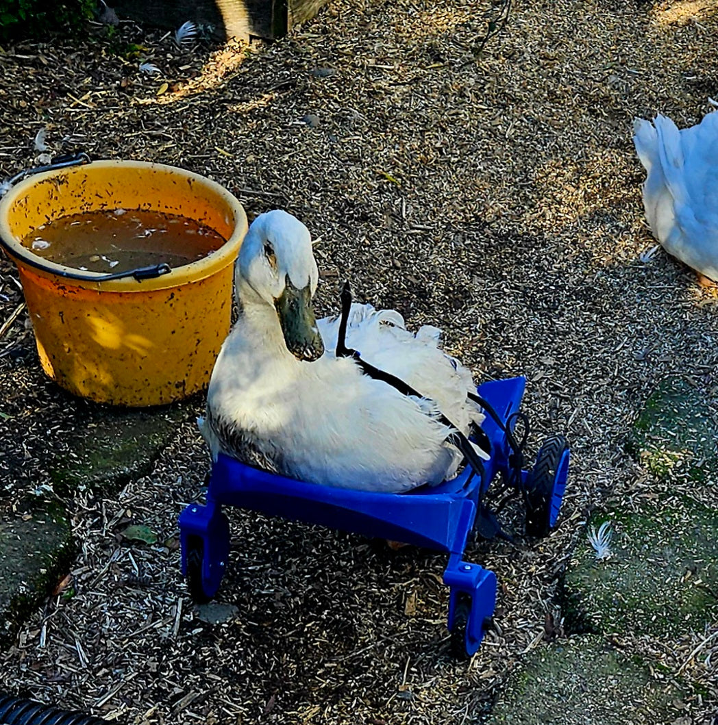 Duck wheelchair
