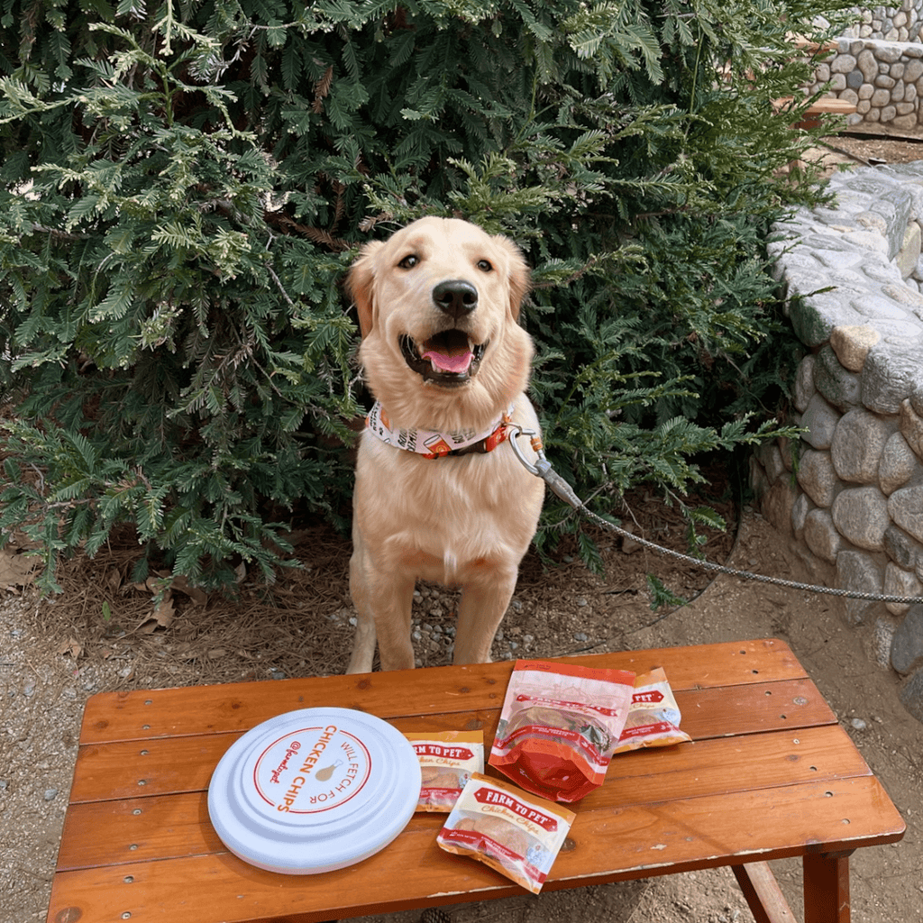 Fun Frisbee for Dogs and Humans