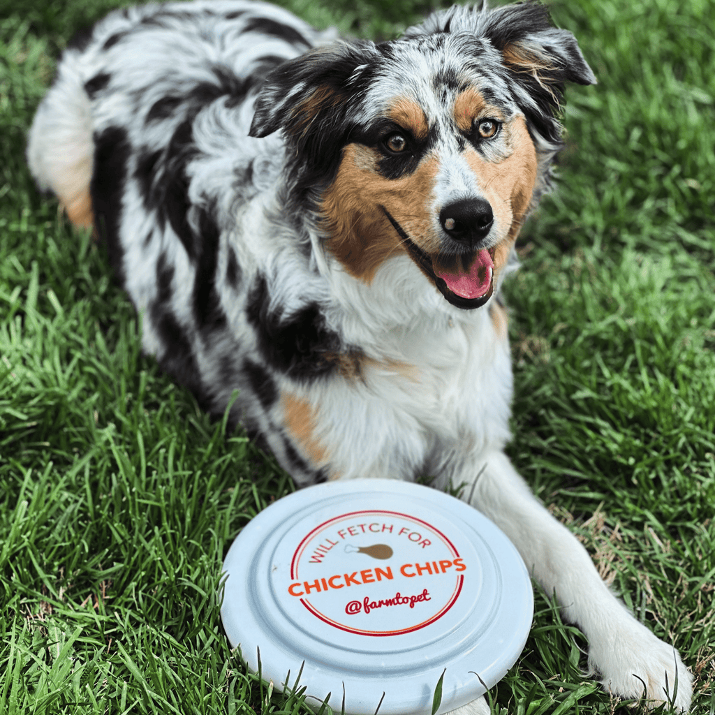 Fun Frisbee for Dogs and Humans