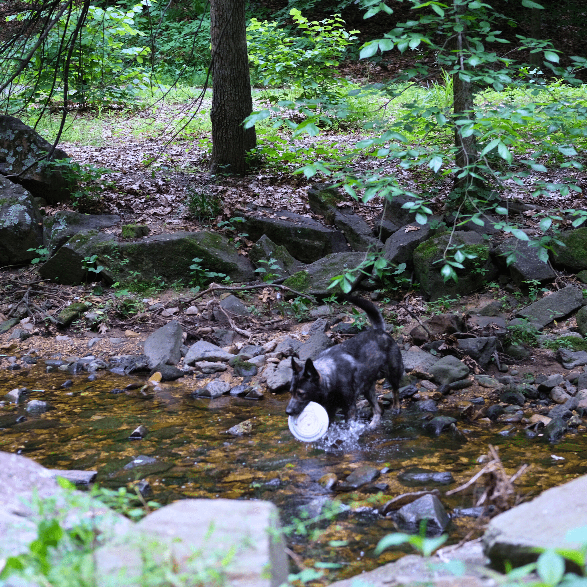 Fun Frisbee for Dogs and Humans