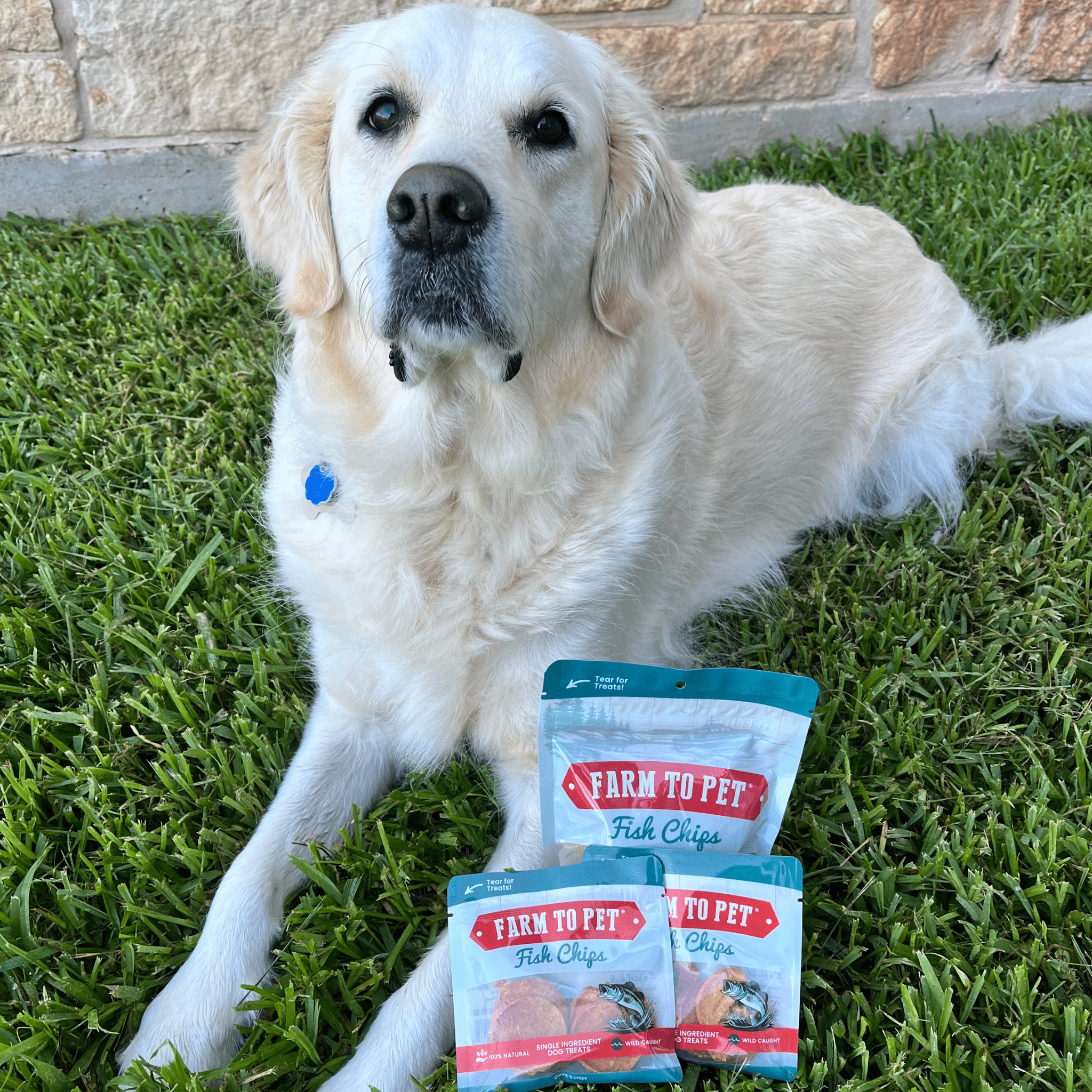 Dog Treats for Training & Travel