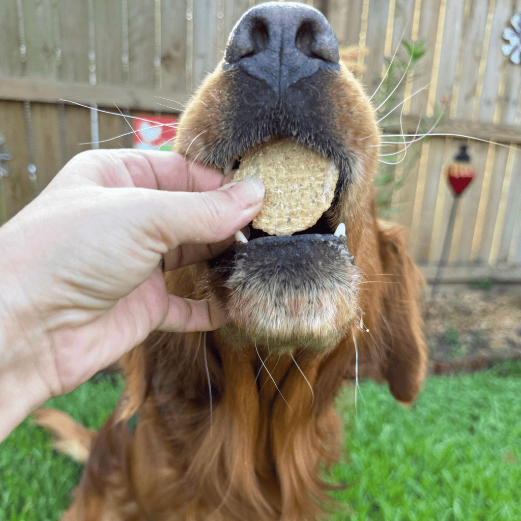 Dog Treats for Training & Travel