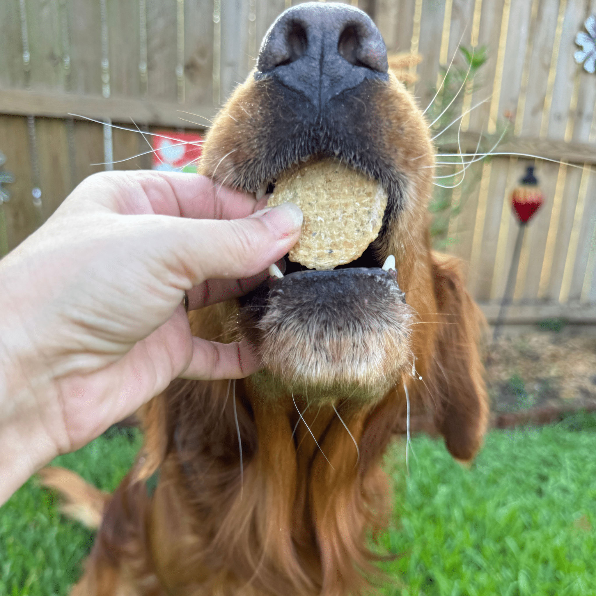 Dog Treats for Training & Travel