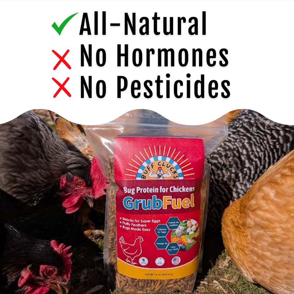 Black Soldier Fly Larvae for chickens