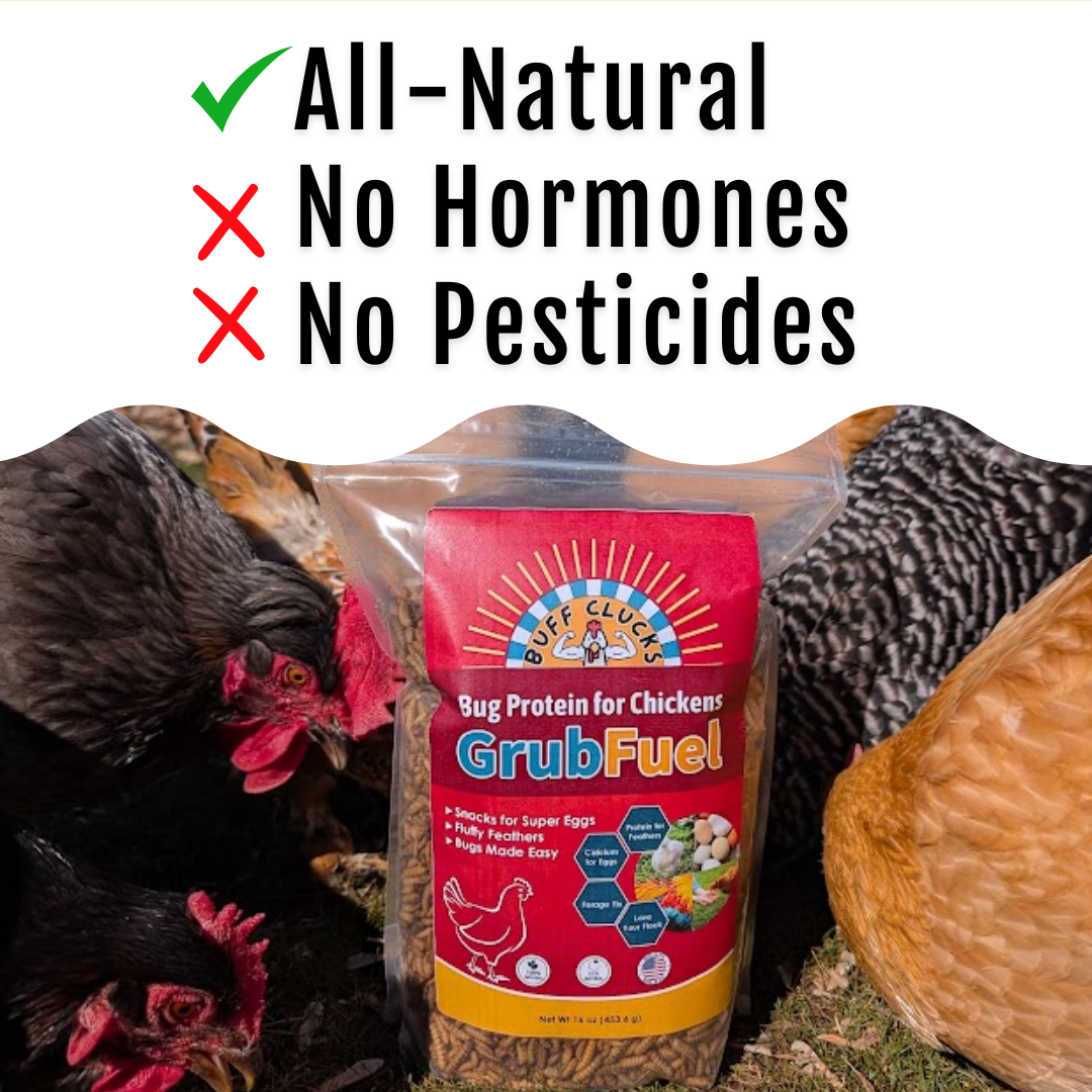 Black Soldier Fly Larvae for chickens