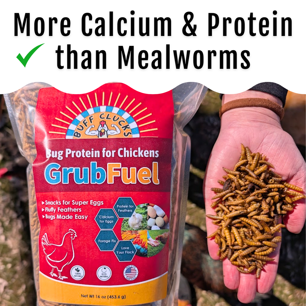 Black Soldier Fly Larvae for chickens