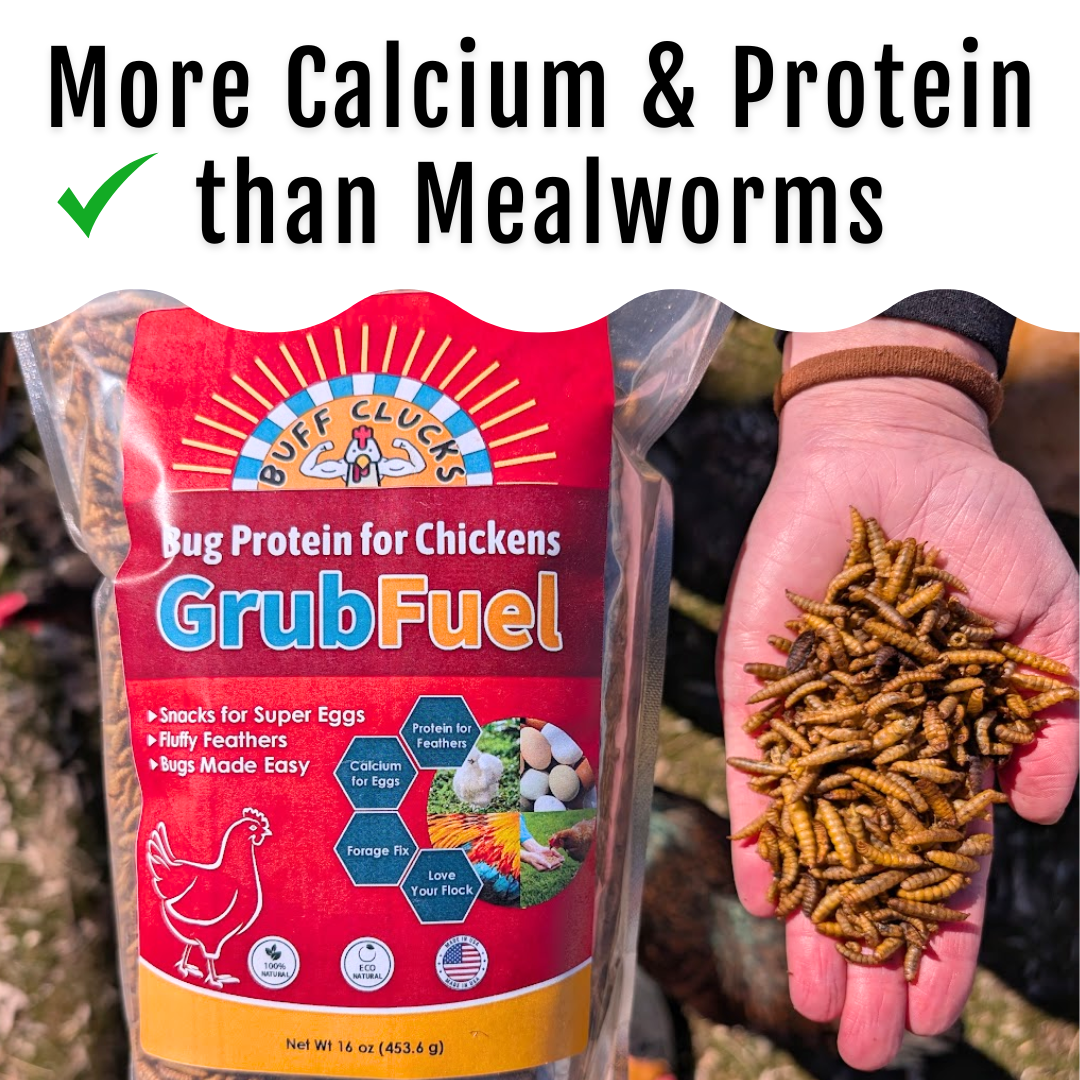Black Soldier Fly Larvae for chickens