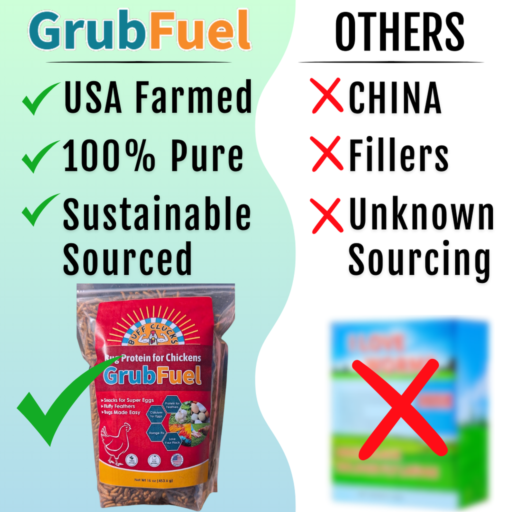 Black Soldier Fly Larvae for chickens