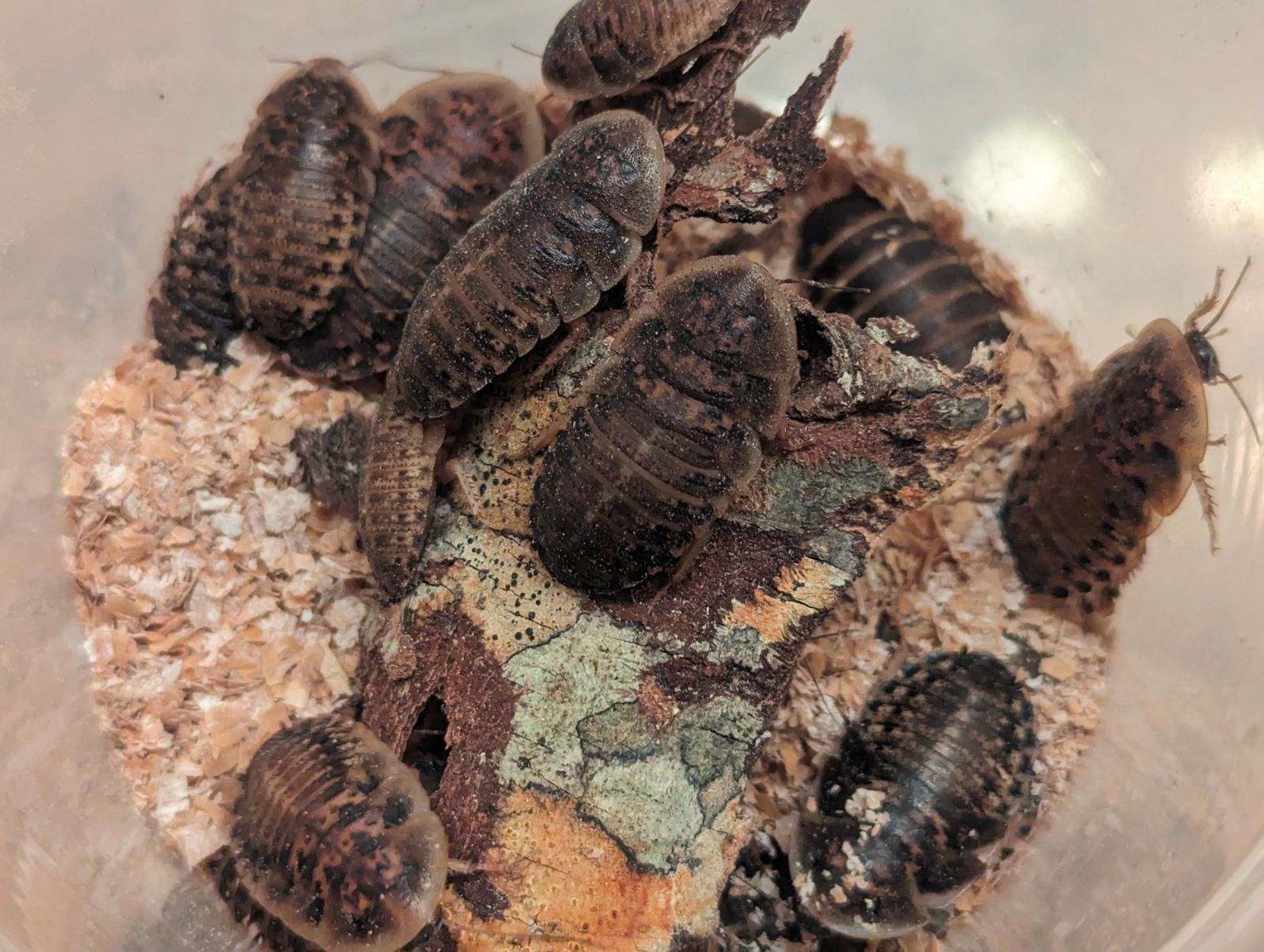 Live Organic Dubia Roaches for Reptiles