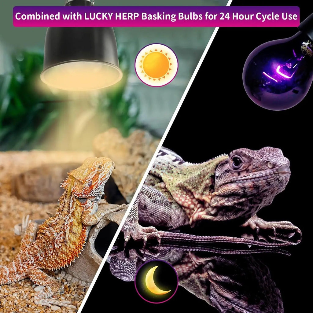 Reptile Night Heat Bulb/ 2 Pack