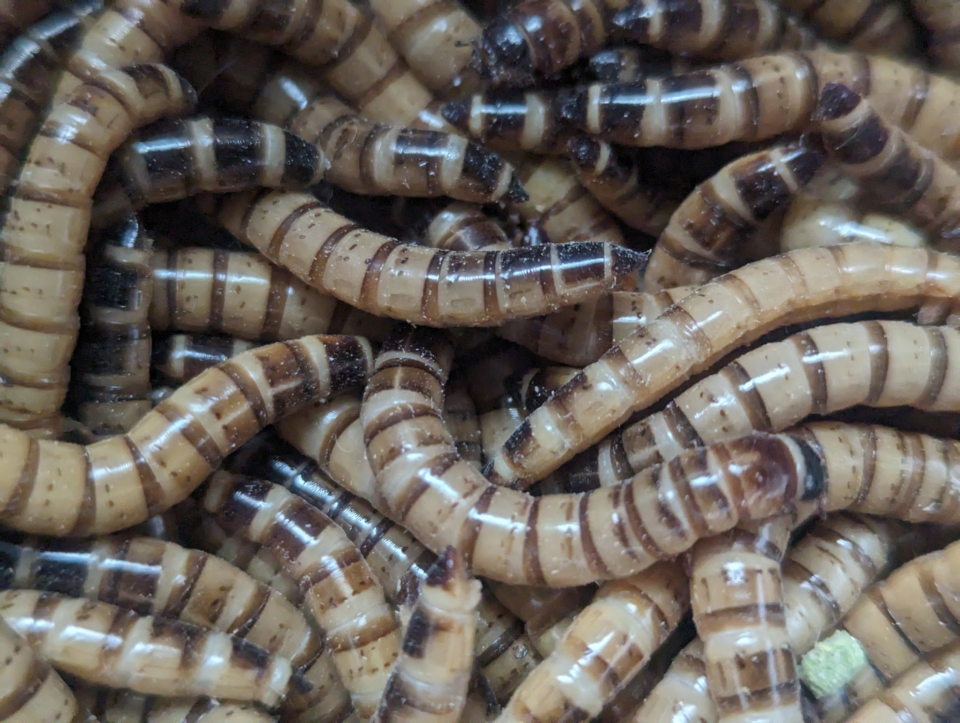 Live Organic Superworms for Bearded Dragons