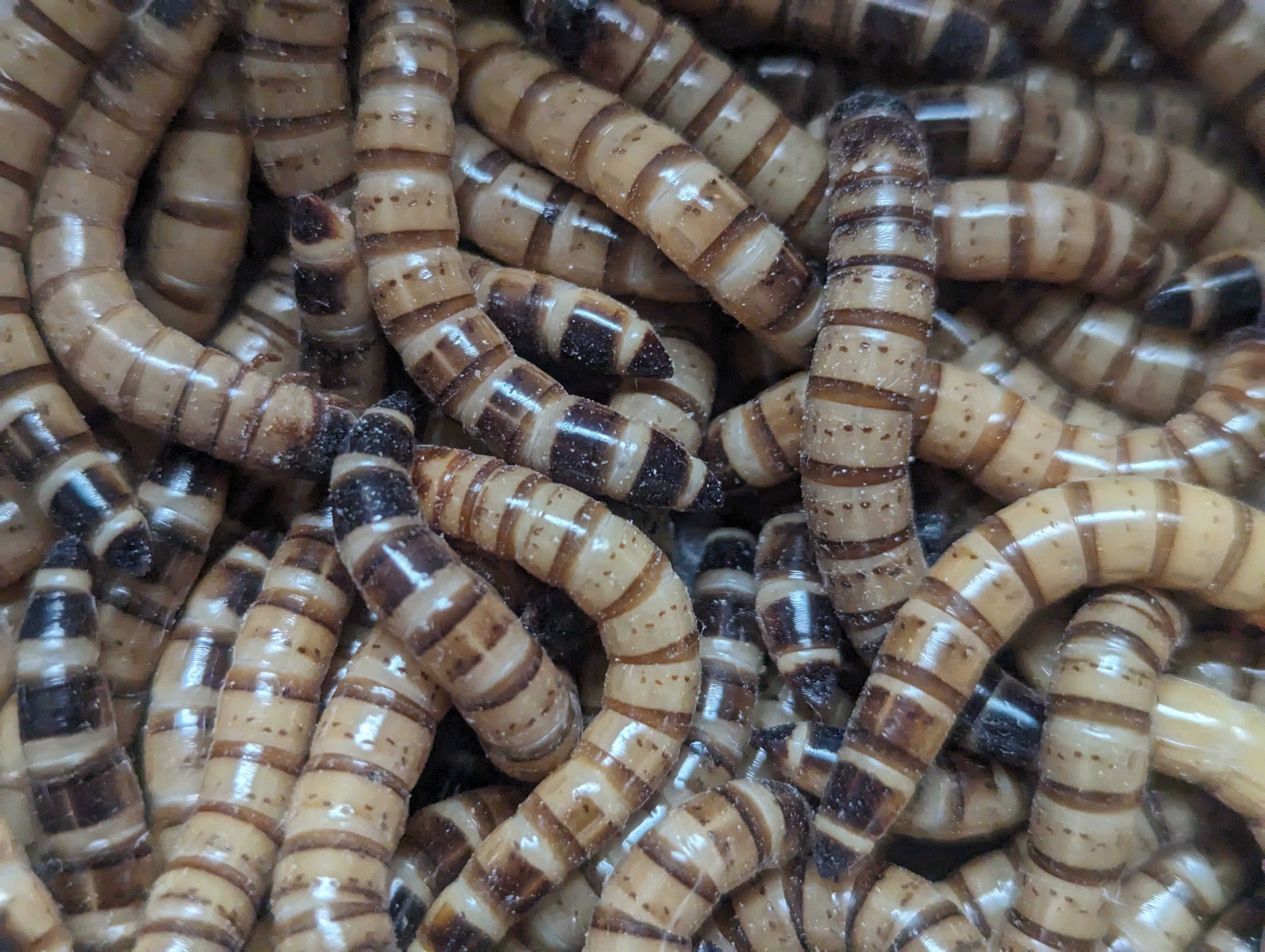 Live Organic Superworms for Bearded Dragons