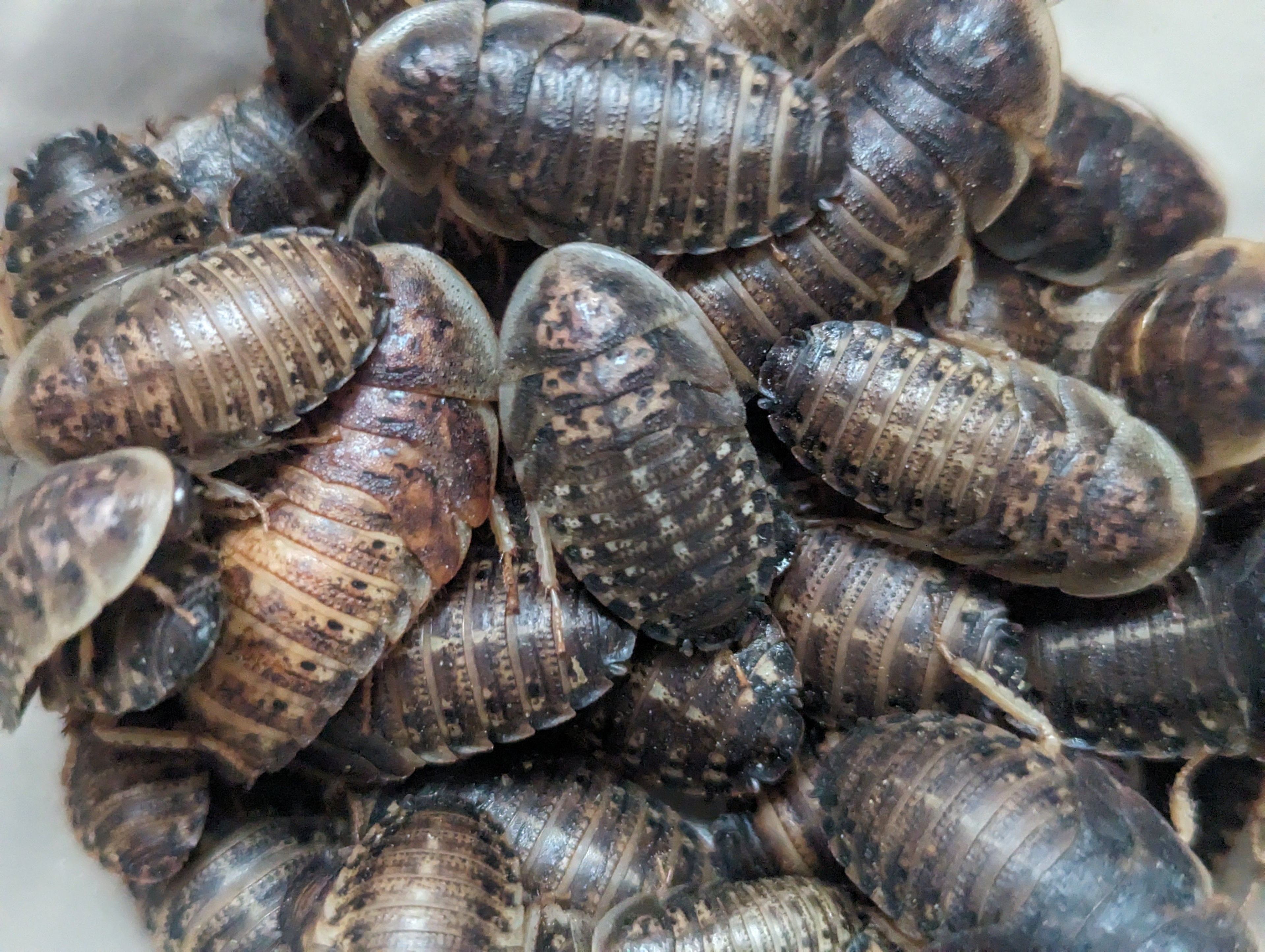 Live Organic Dubia Roaches for Reptiles