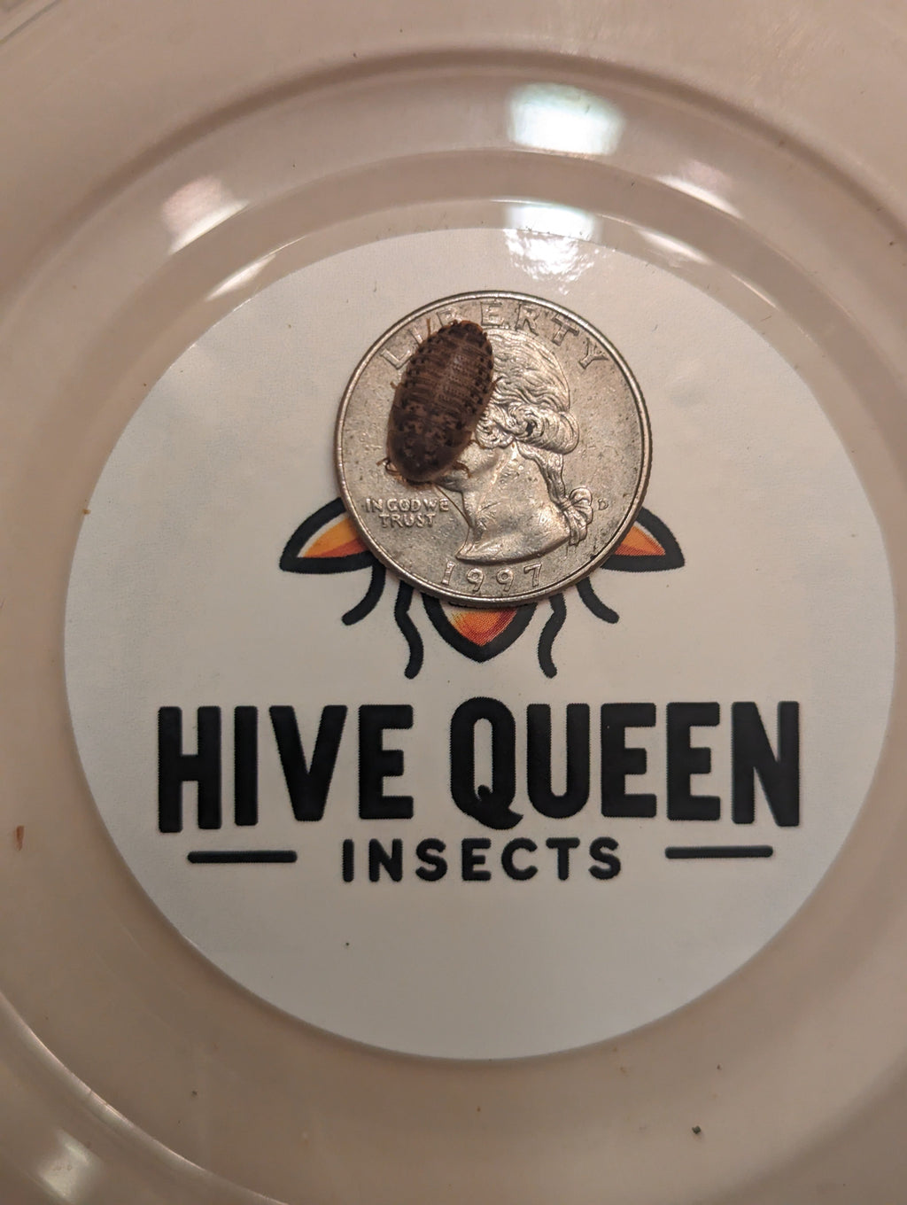 Live Organic Dubia Roaches for Reptiles
