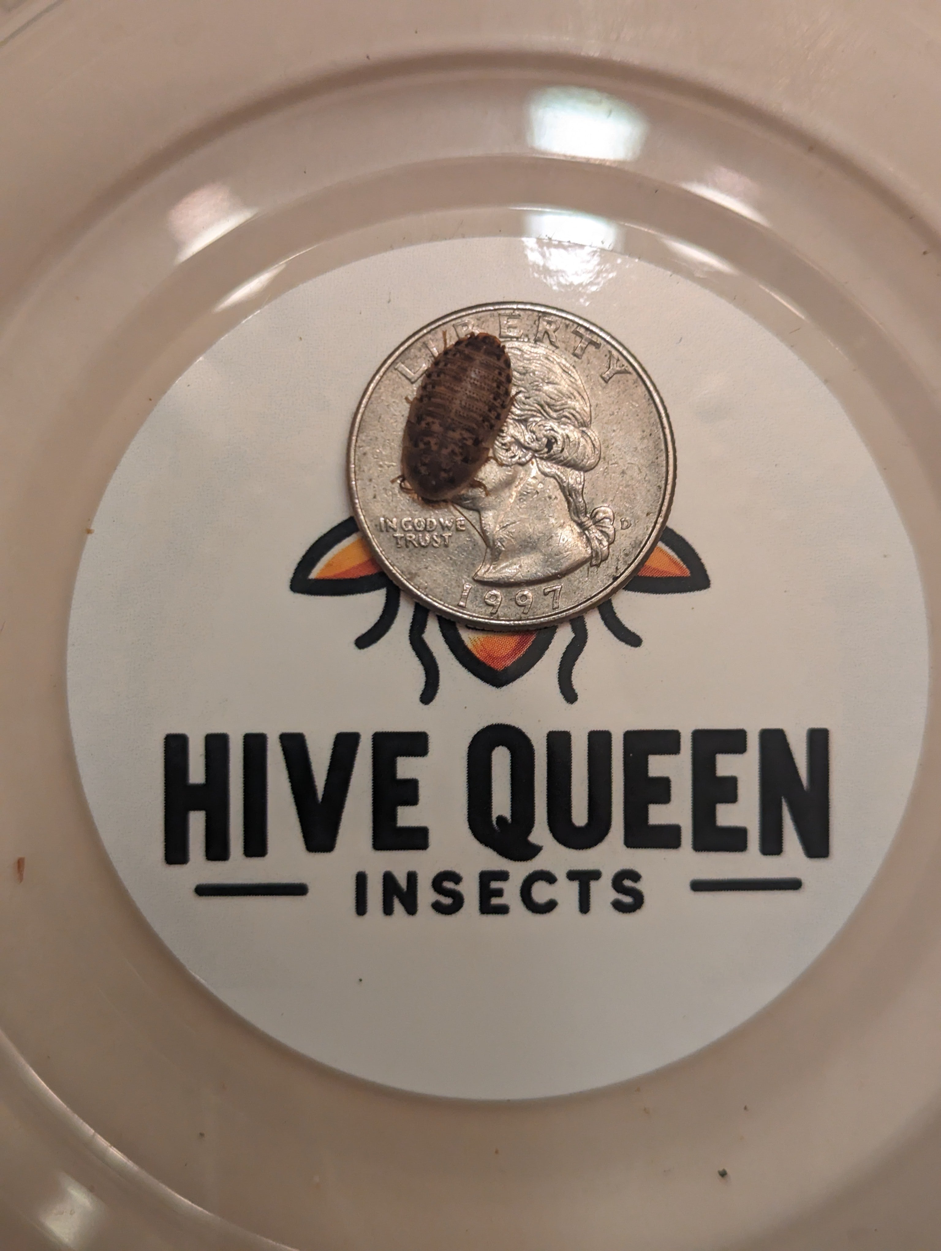 Live Organic Dubia Roaches for Reptiles