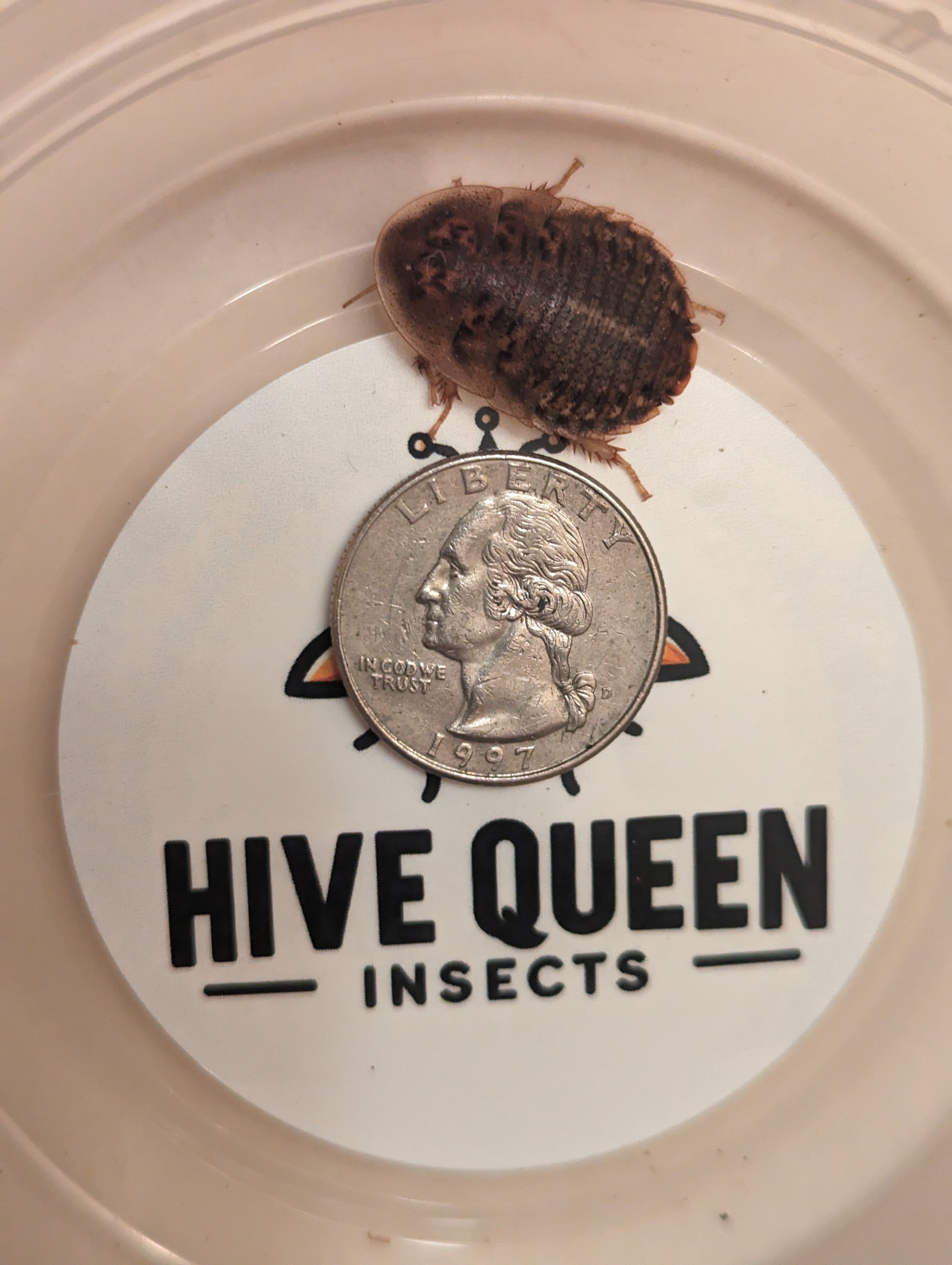 Live Organic Dubia Roaches for Reptiles