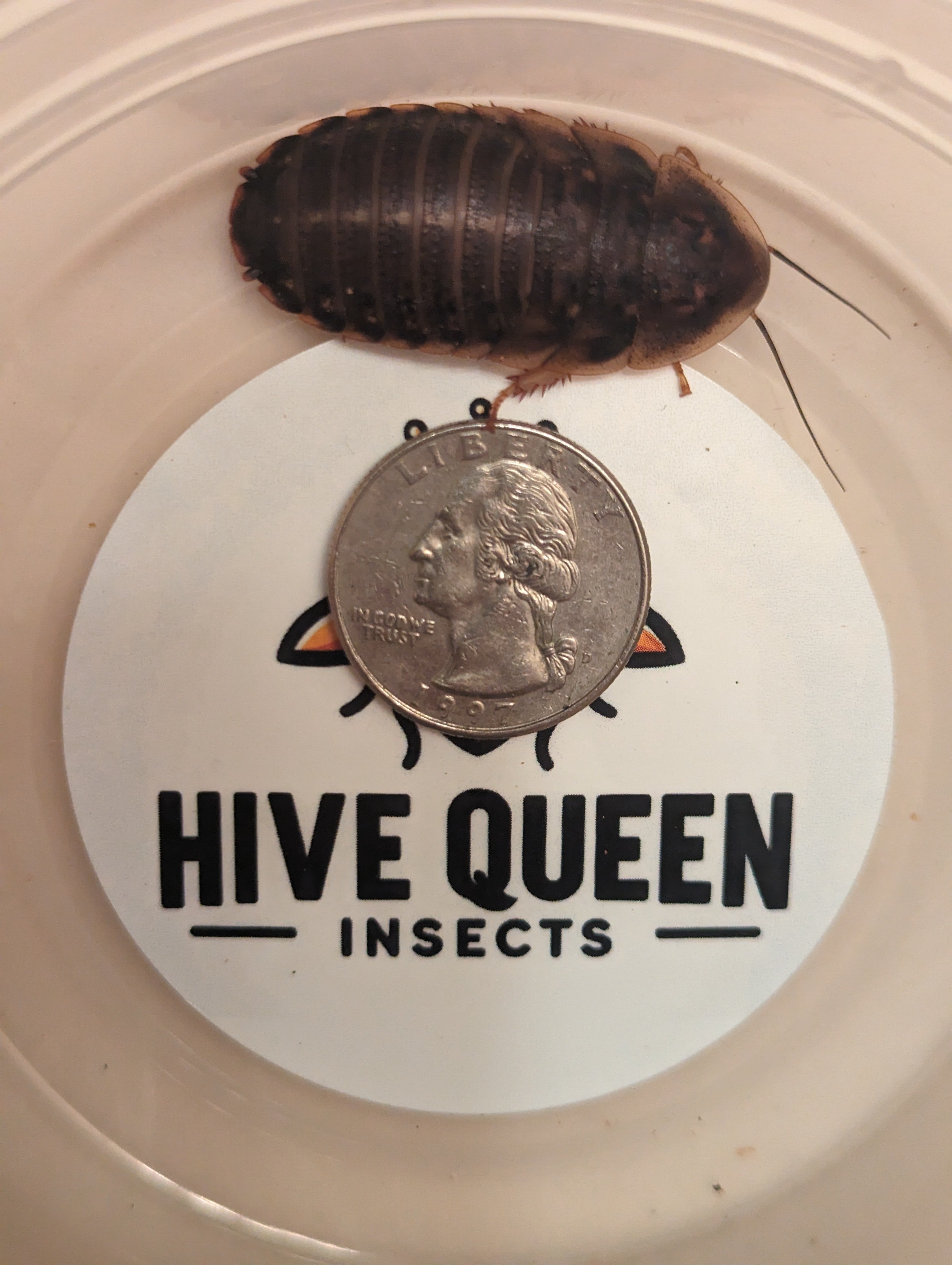 Live Organic Dubia Roaches for Reptiles