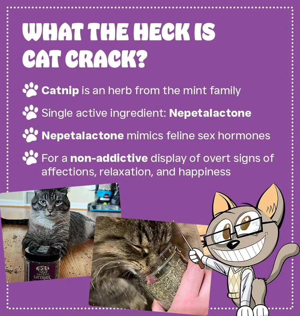 Premium Natural Catnip Blend for Cats