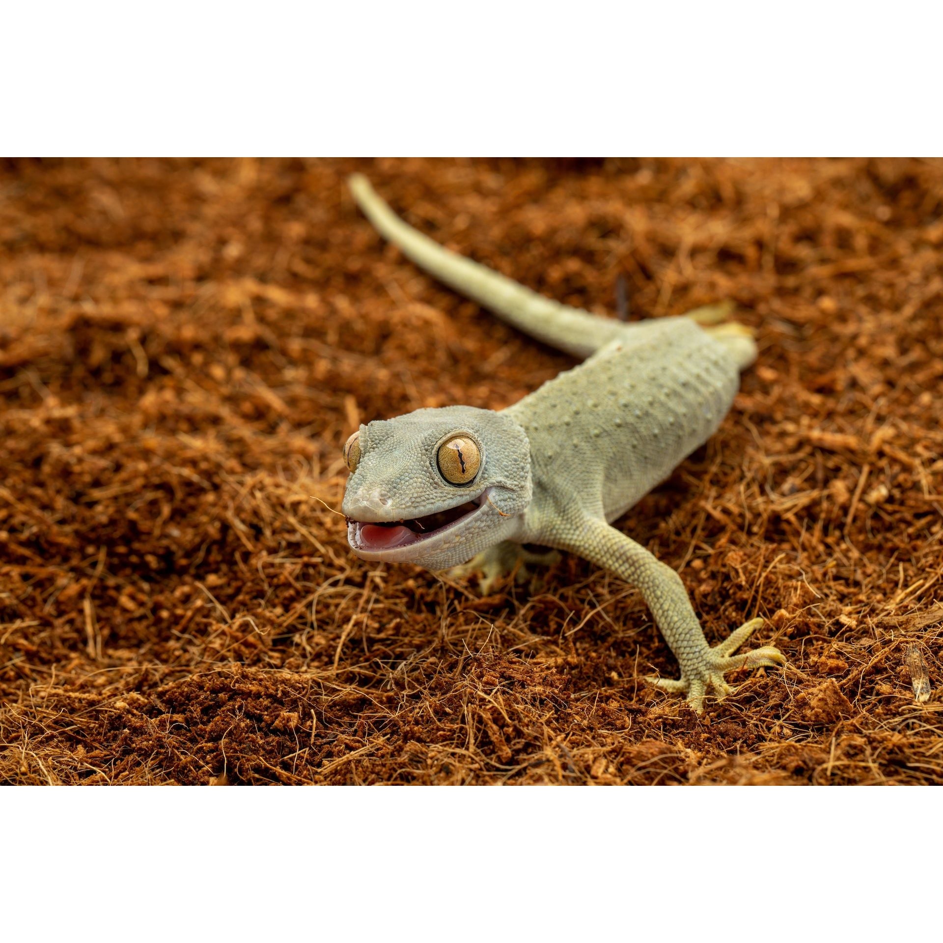 Fine Coconut Fiber Reptile Substrate, Ready to Use