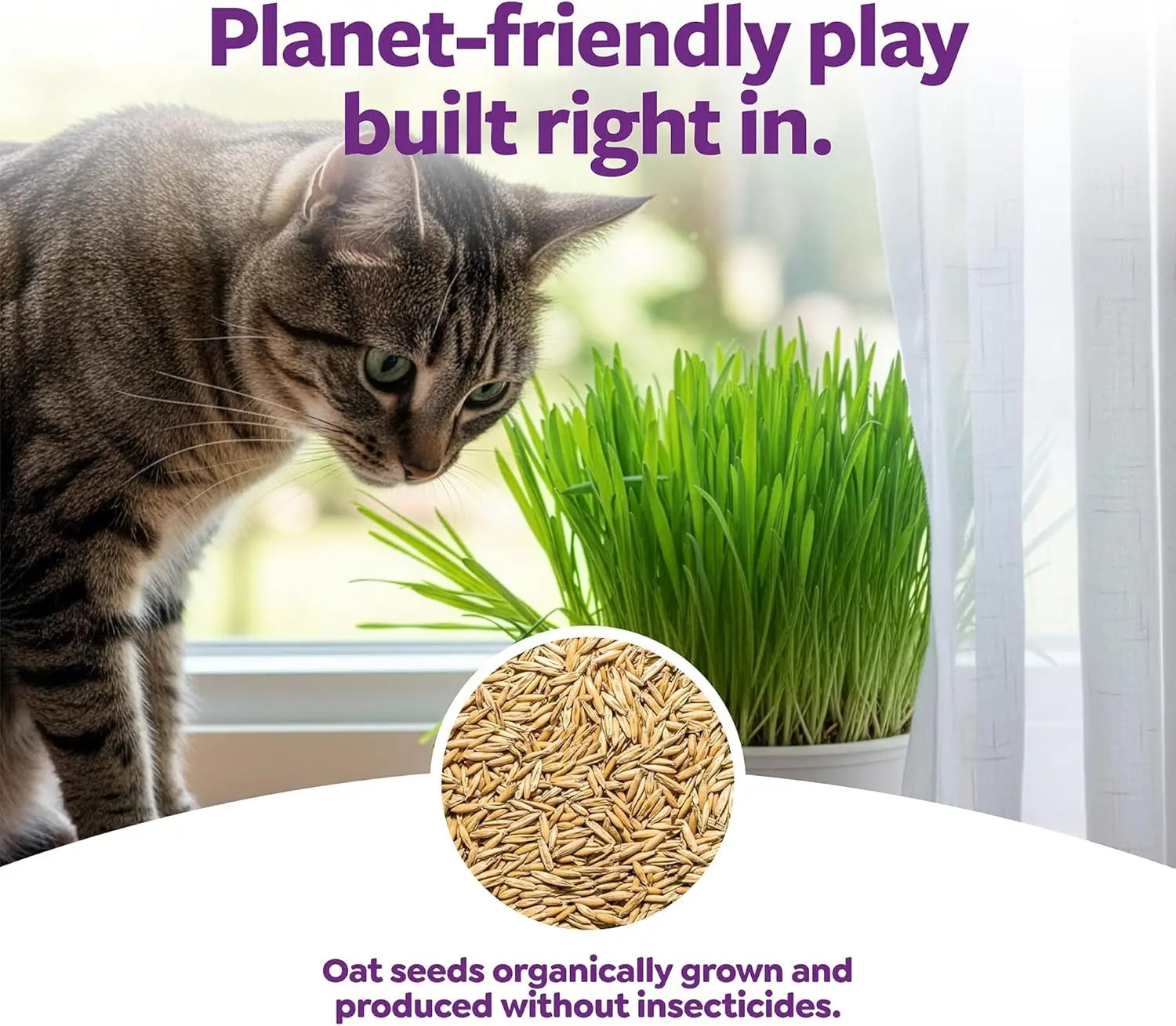 Organic Oat Grass For  Cats