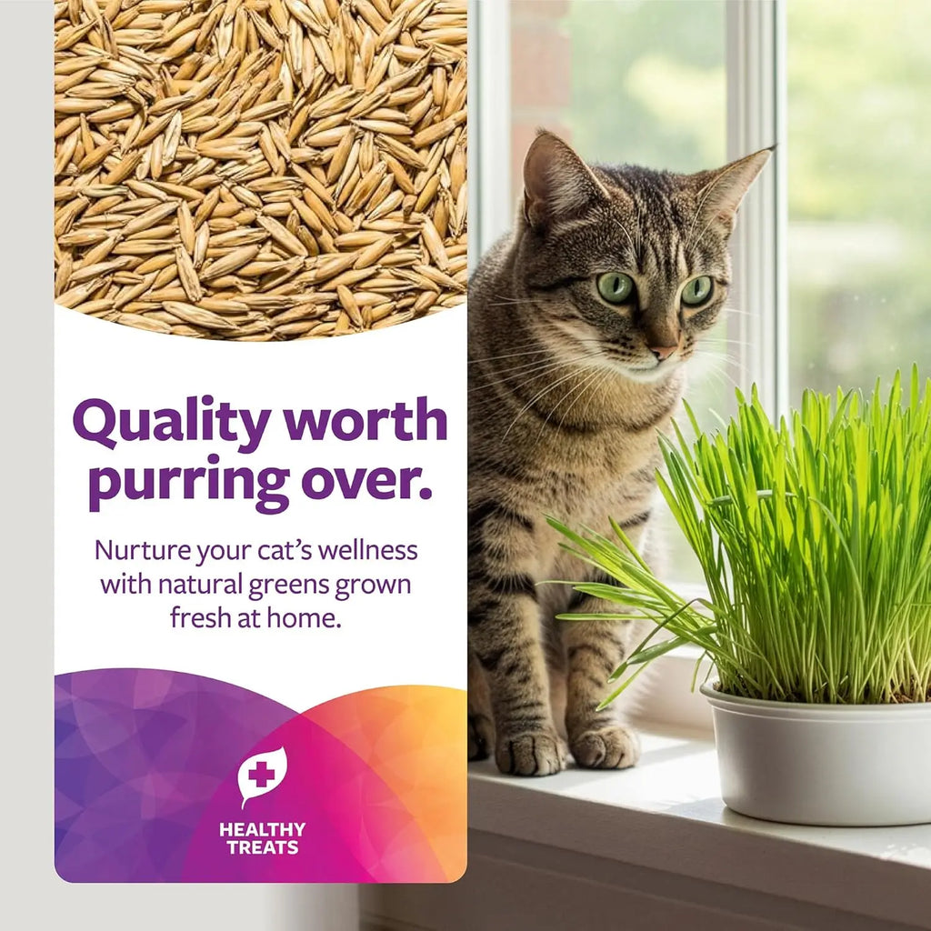 Organic Oat Grass For  Cats