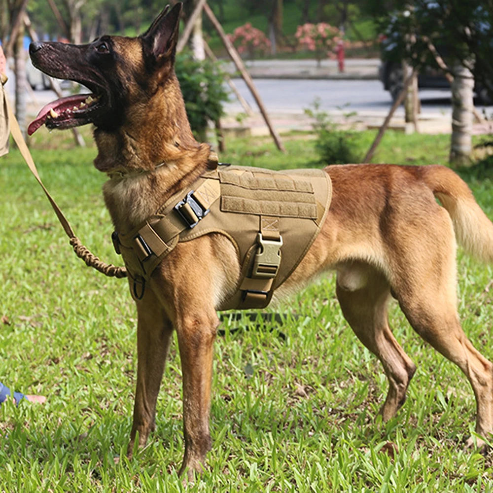 Training Harness And Leash Set