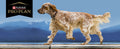 Purina Pro Plan Sensitive Skin and Stomach Dog Food