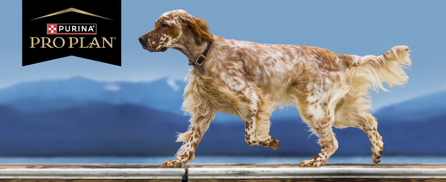 Purina Pro Plan Sensitive Skin and Stomach Dog Food