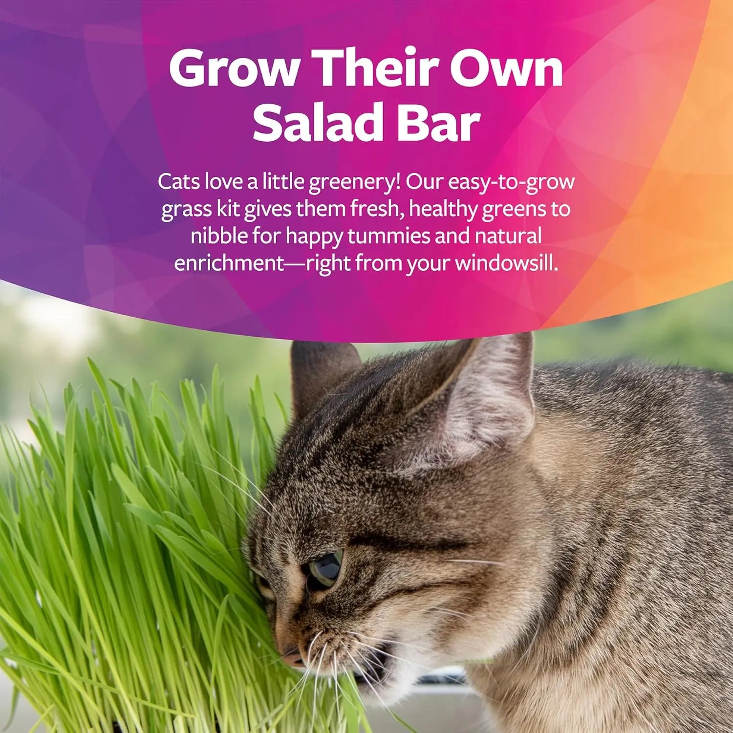 Organic Oat Grass For  Cats