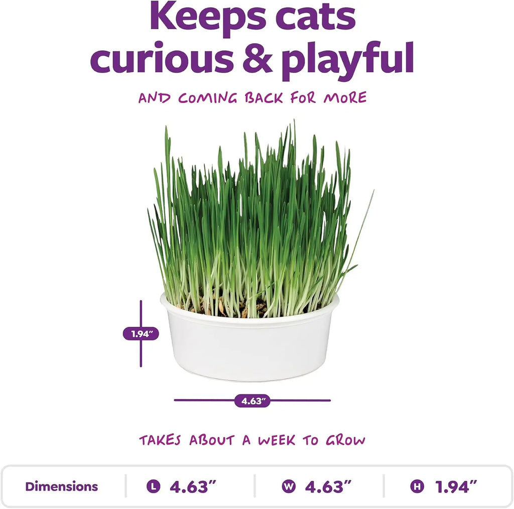 Organic Oat Grass For  Cats