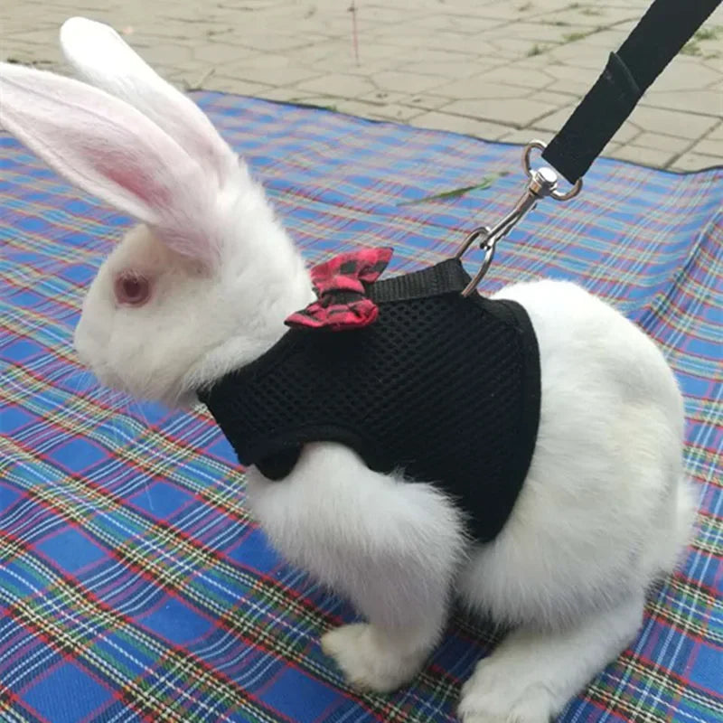 Small Animal Outdoor Walking Harness and Leash Set